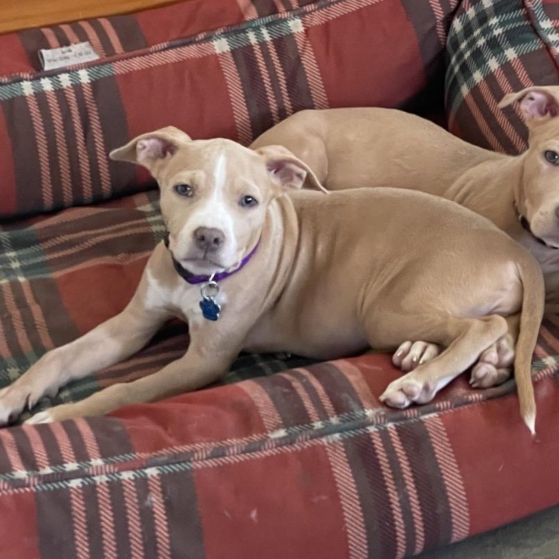 Enlarge Darcy, a ADOPTABLE mixed breed in Medford, NY image 2/5
