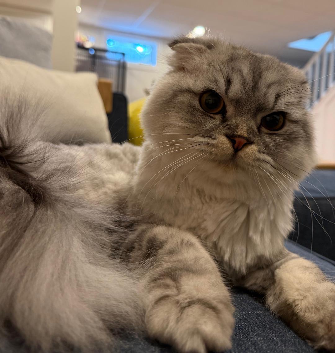 Enlarge Wishbone, an adopted Scottish Fold in Wayne, NJ image 1/3