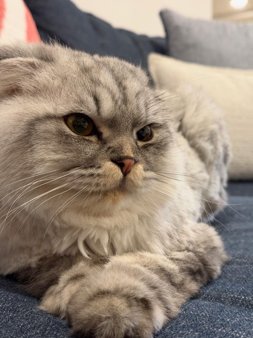 Enlarge Wishbone, an adopted Scottish Fold in Wayne, NJ image 3/3