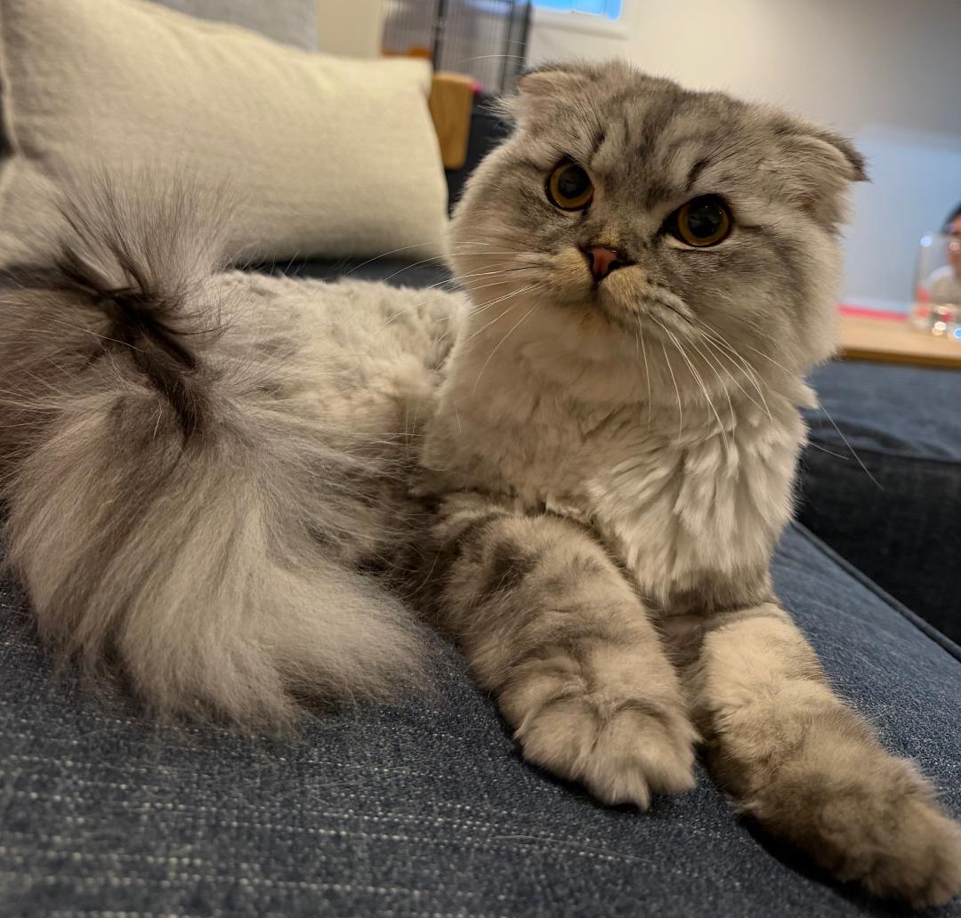 Enlarge Wishbone, an adopted Scottish Fold in Wayne, NJ image 2/3