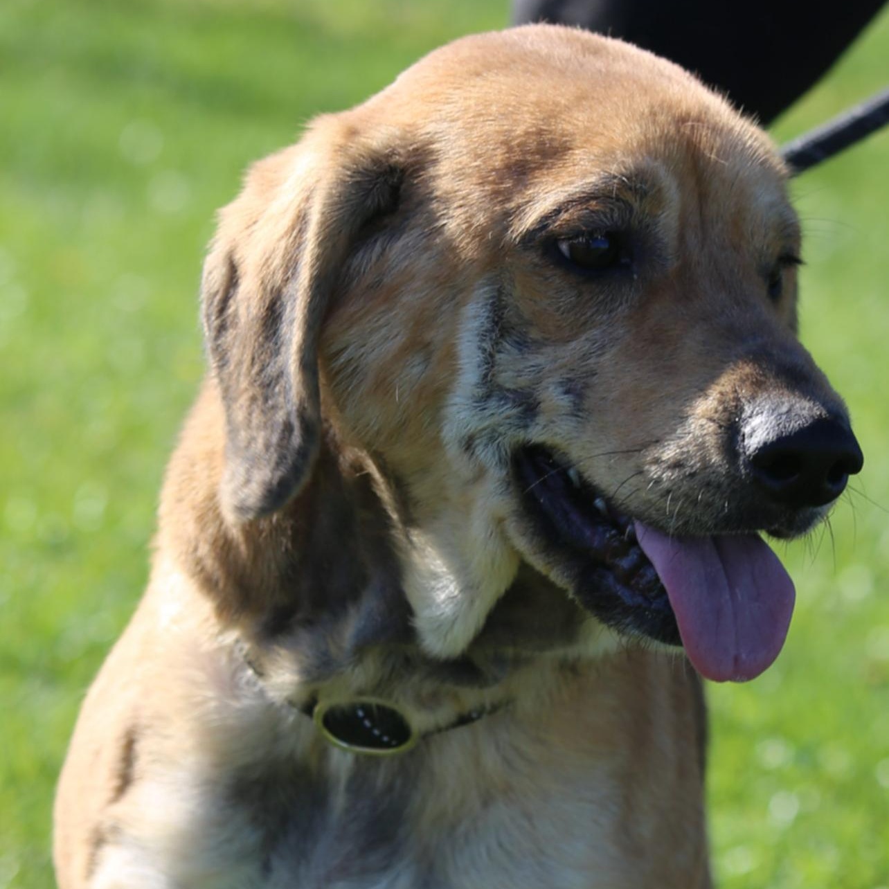 Enlarge Francesca, a ADOPTABLE mixed breed in Mount Sterling, KY image 2/2