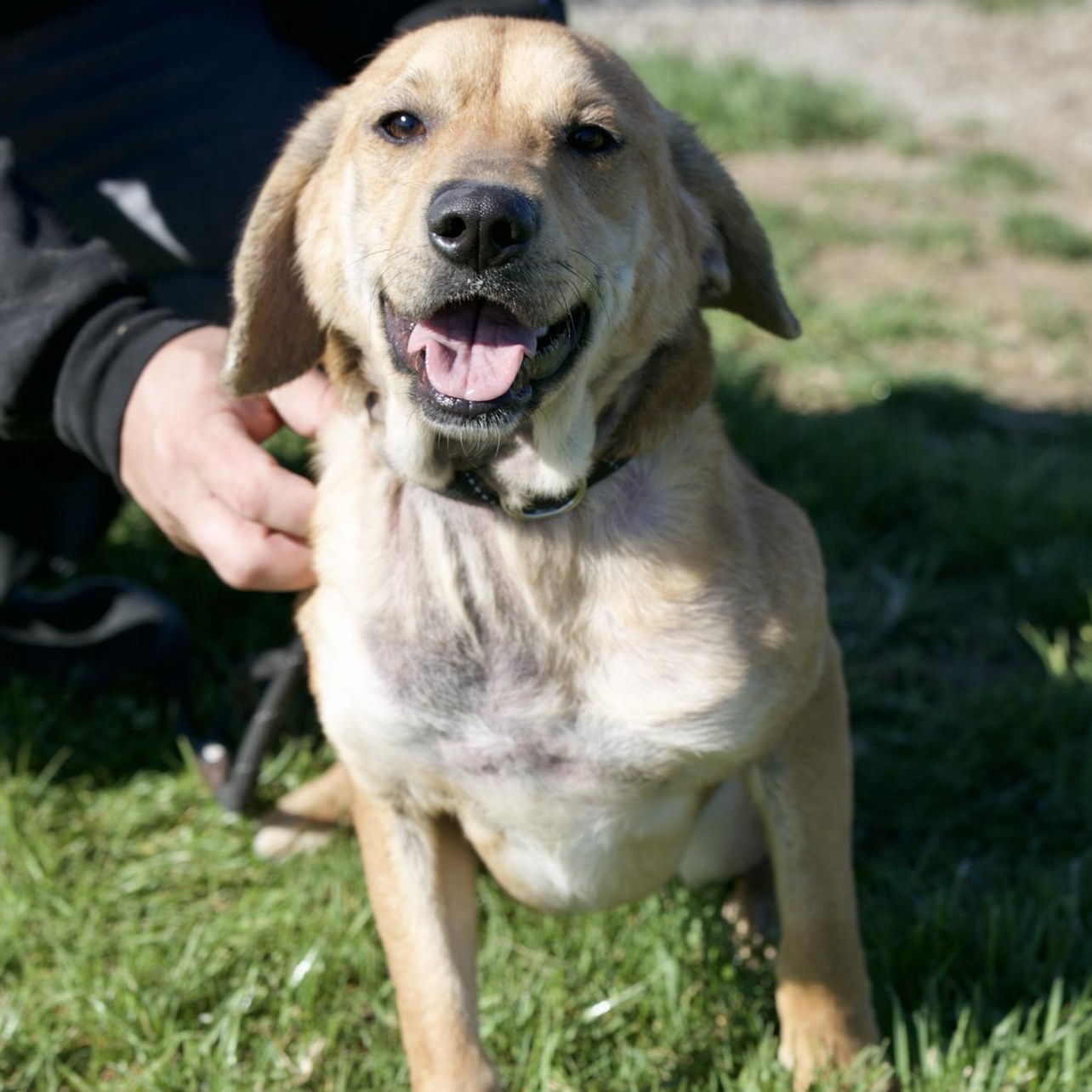 Francesca, ADOPTABLE, Adult Female Yellow Labrador Retriever & Beagle.