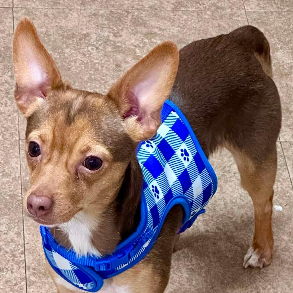 Pedro, a Adoptable Chihuahua in Joliet, IL image 1/5
