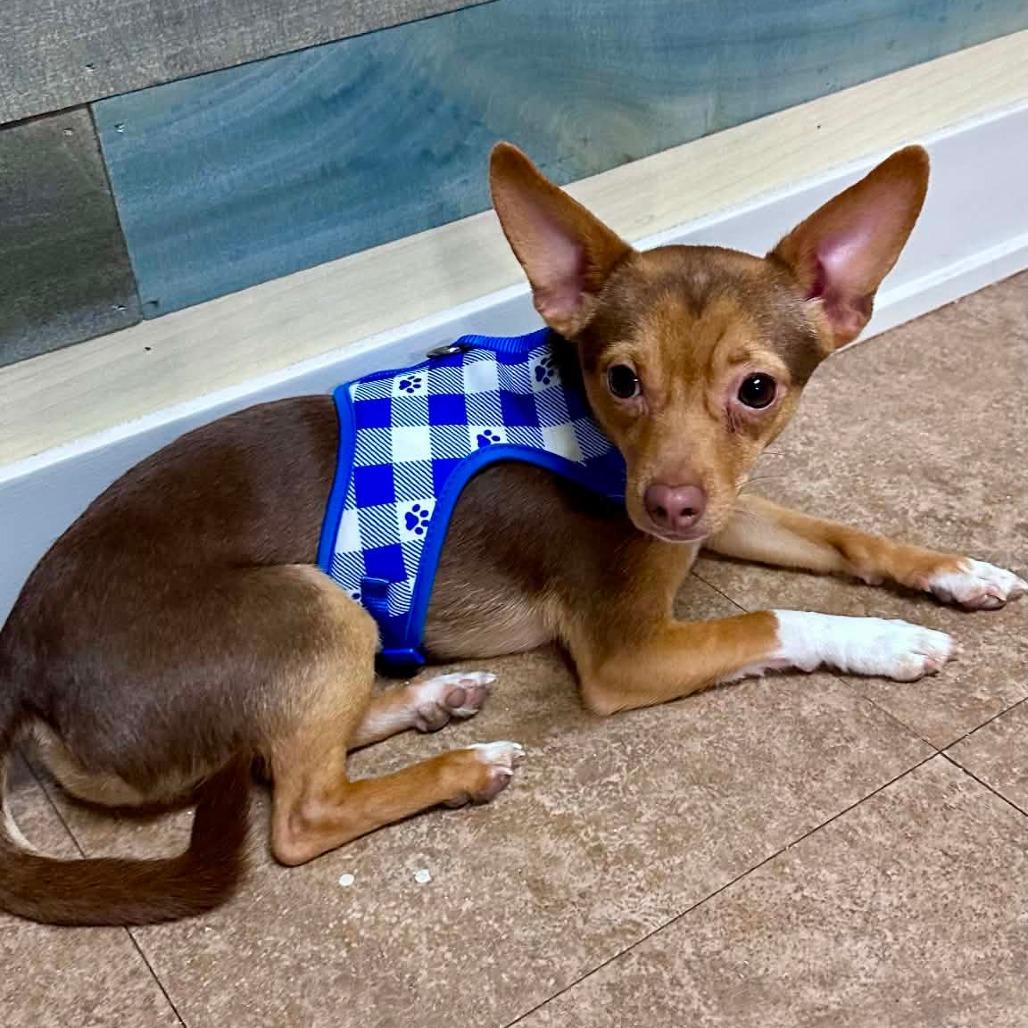 Pedro, a Adoptable Chihuahua in Joliet, IL image 2/5
