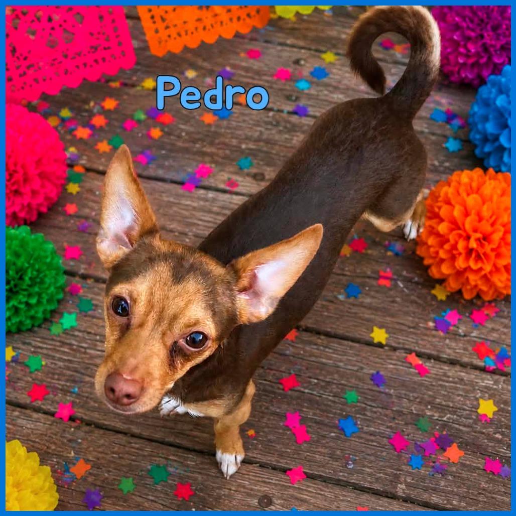 Pedro, Adoptable, Young Male Chihuahua.