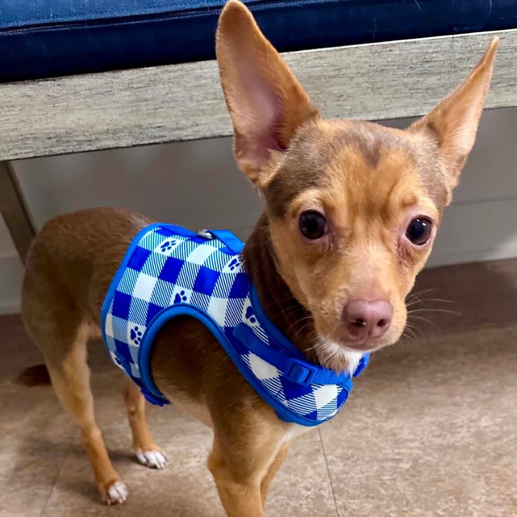 Pedro, a Adoptable Chihuahua in Joliet, IL image 4/5