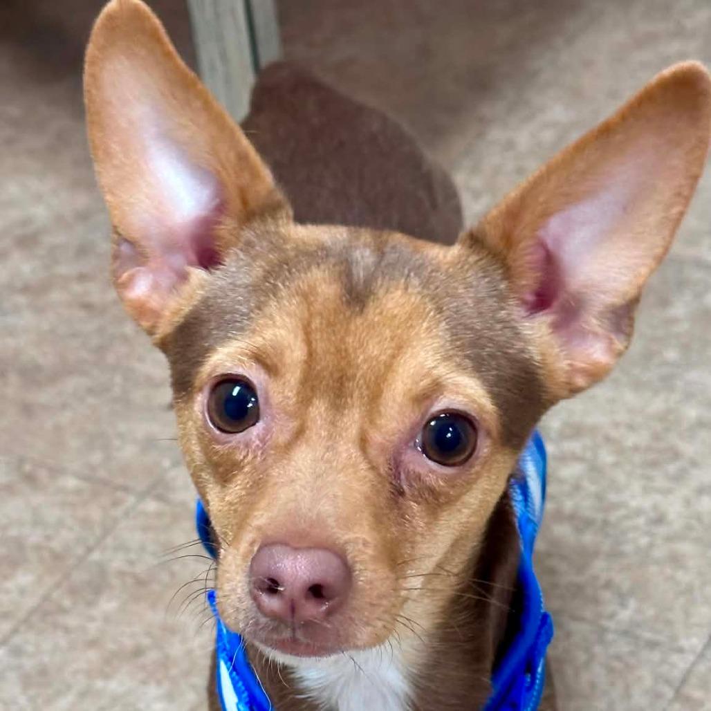 Pedro, a Adoptable Chihuahua in Joliet, IL image 5/5