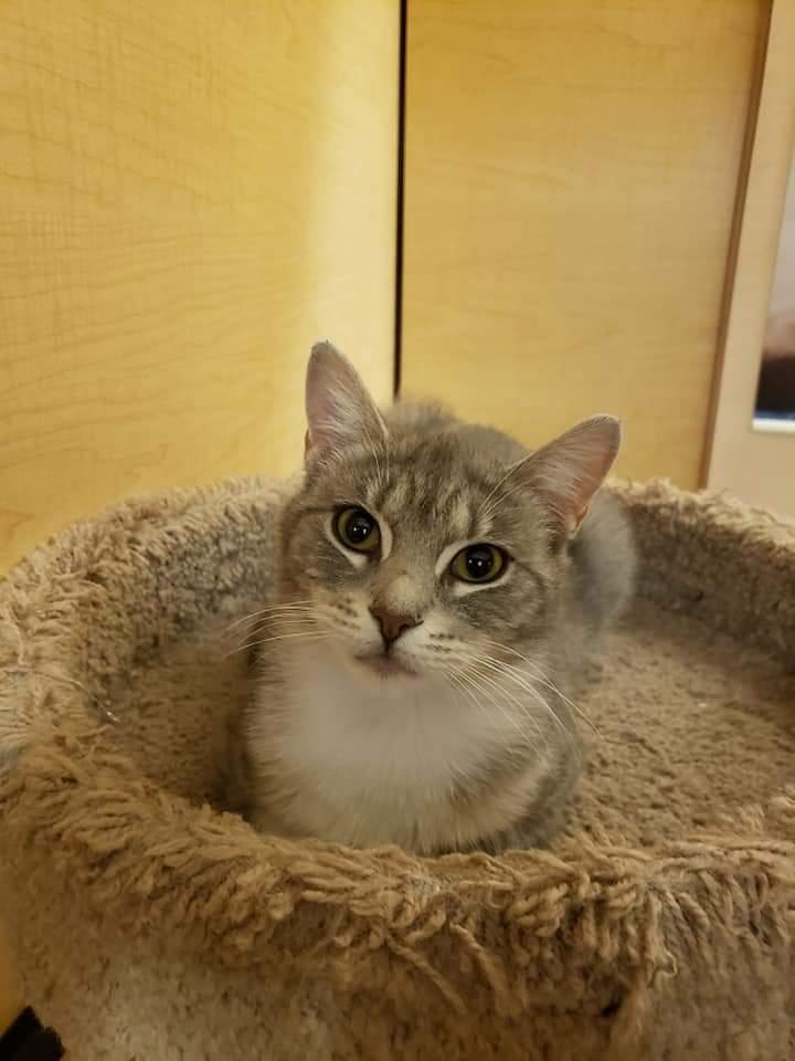 Enlarge Ambrosia - Returned, a Adopted Domestic Short Hair in Trenton, NJ image 2/3