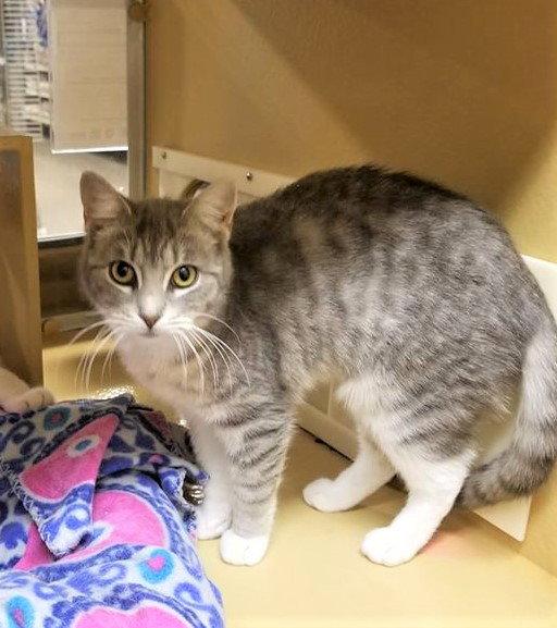 Enlarge Ambrosia - Returned, a Adopted Domestic Short Hair in Trenton, NJ image 3/3