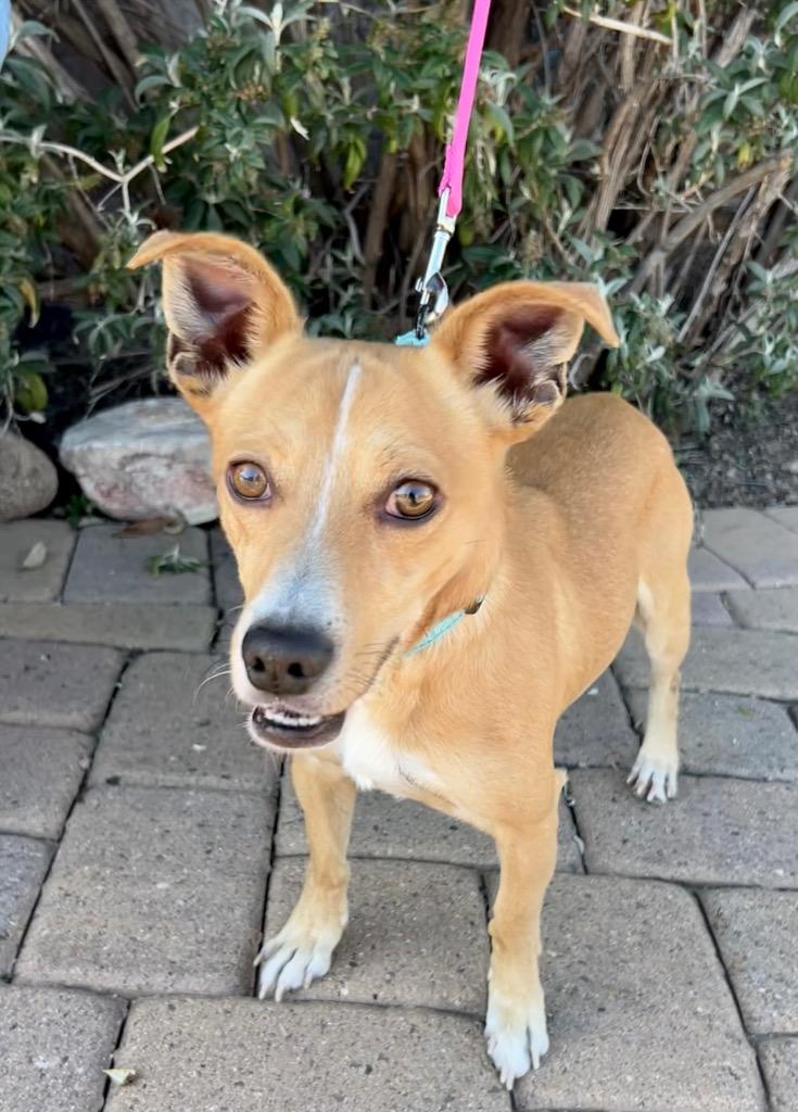 Kent, Adoptable, Adult Male Chihuahua & Corgi.