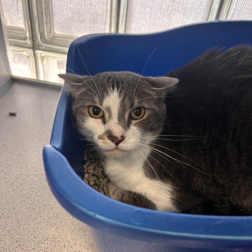Enlarge Midna "Prissy", a Adoptable Domestic Short Hair in Huntsville, AL image 1/4