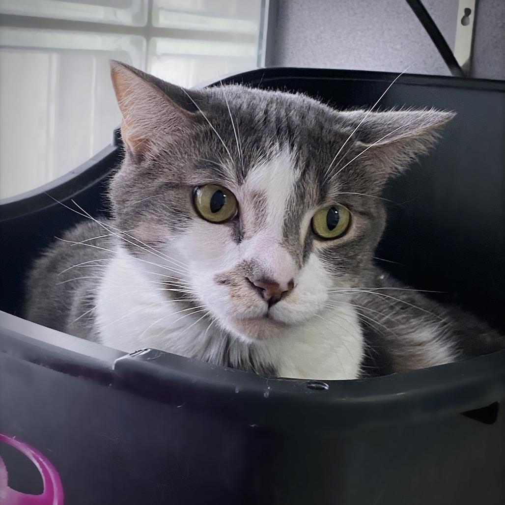 Enlarge Midna "Prissy", a Adoptable Domestic Short Hair in Huntsville, AL image 2/4