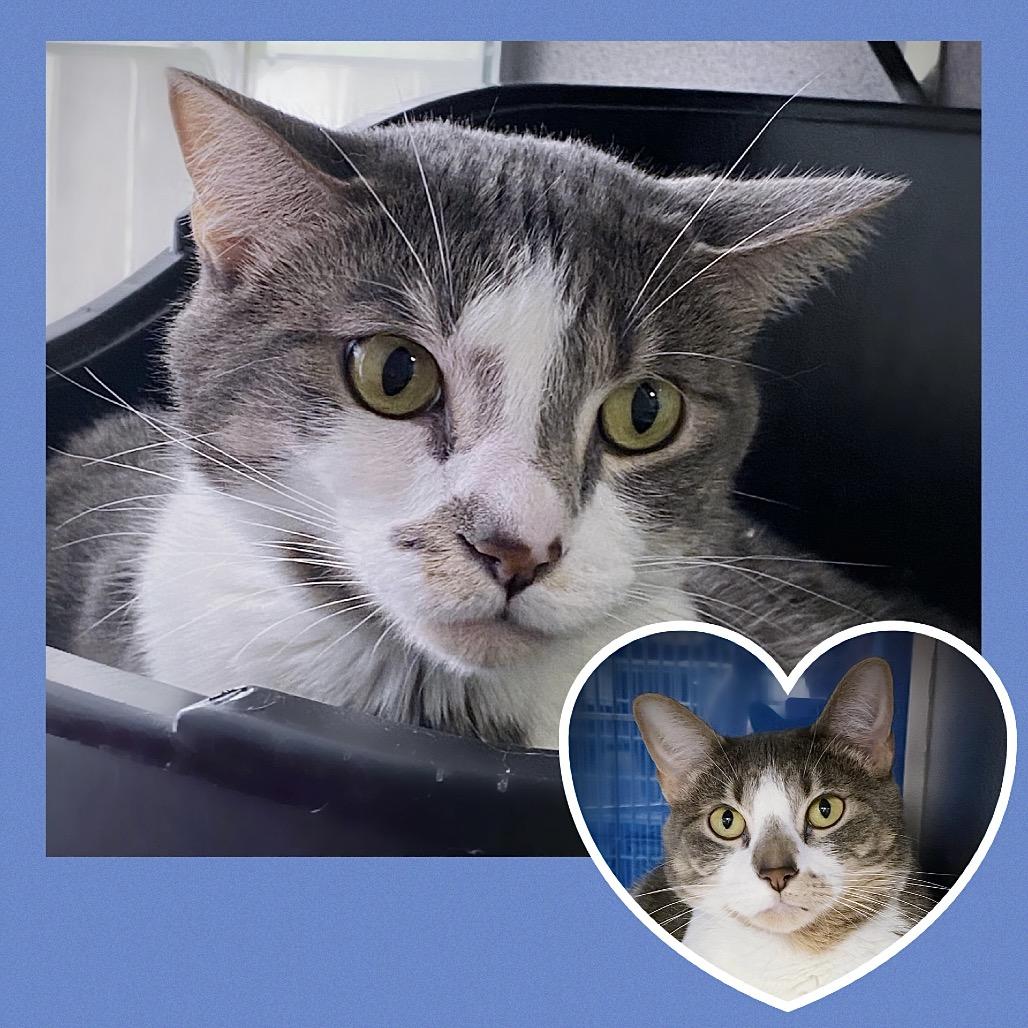 Enlarge Midna "Prissy", a Adoptable Domestic Short Hair in Huntsville, AL image 3/4