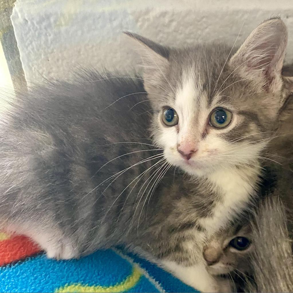 Enlarge Midna "Prissy", a Adoptable Domestic Short Hair in Huntsville, AL image 4/4