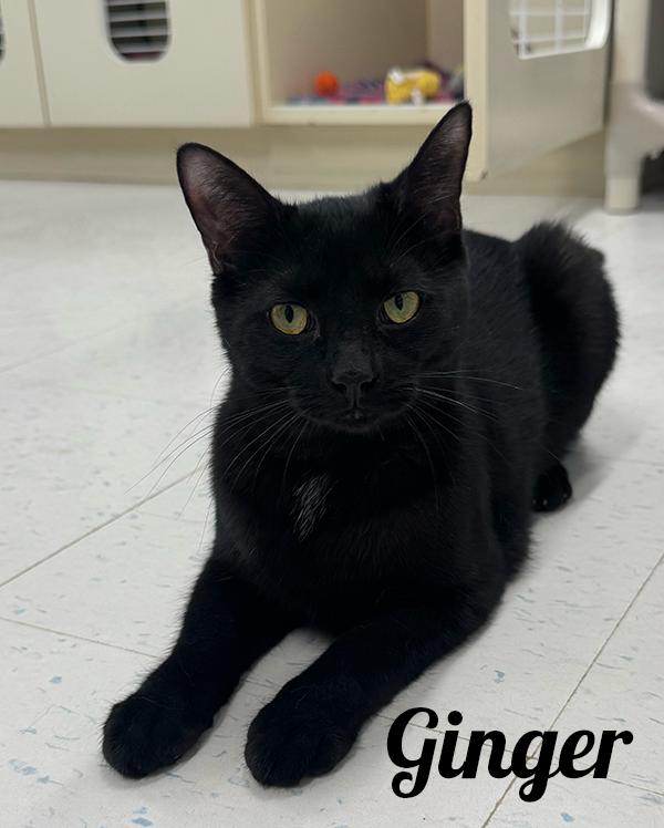 Enlarge Ginger, a Adoptable Domestic Short Hair in Manistee, MI image 1/1
