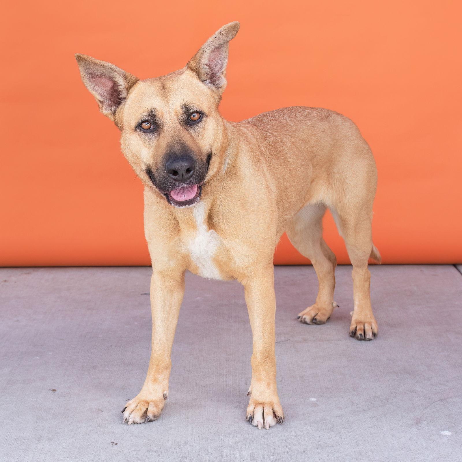 Enlarge PEBBLES, a Adoptable mixed breed in Pasadena, CA image 1/3