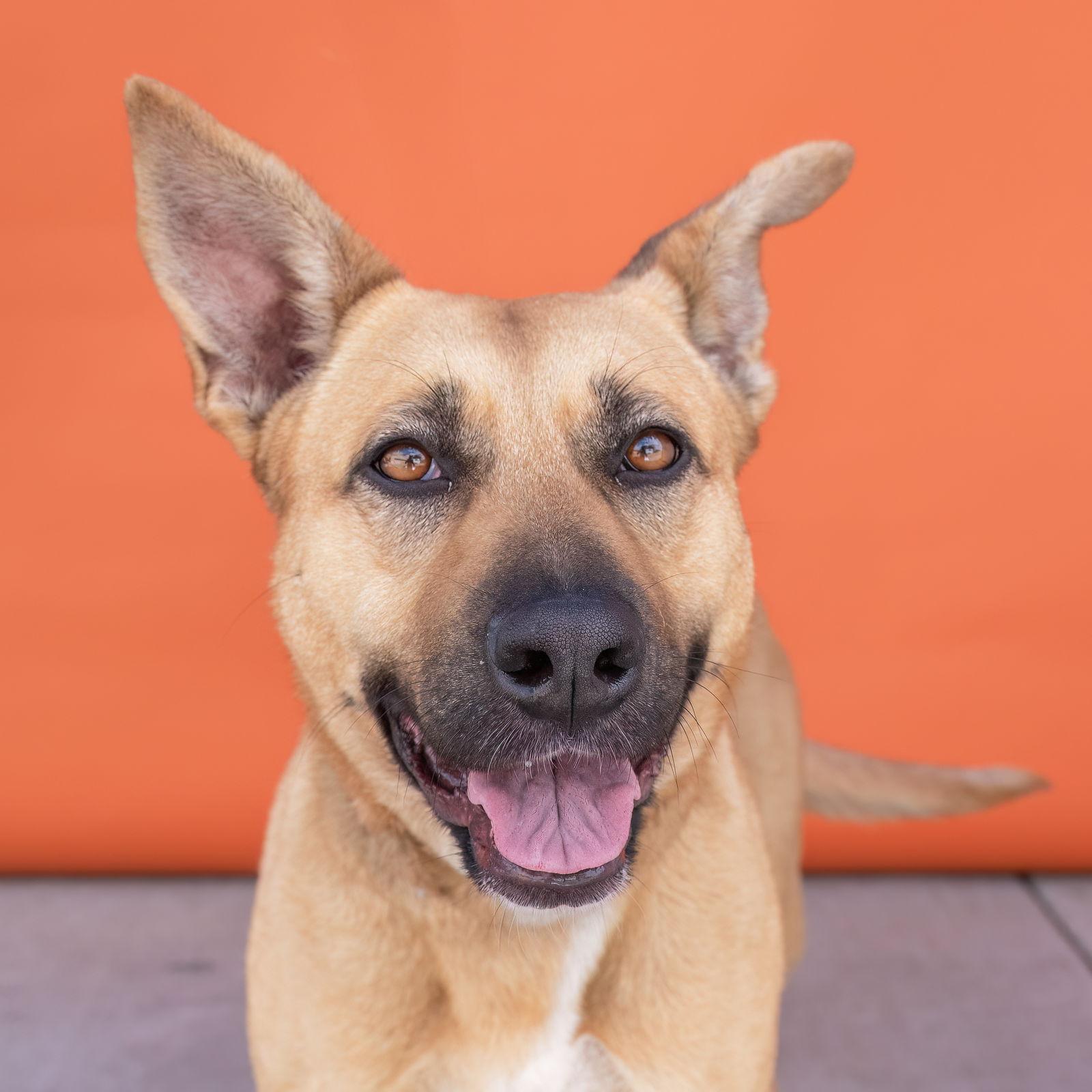 Enlarge PEBBLES, a Adoptable mixed breed in Pasadena, CA image 2/3