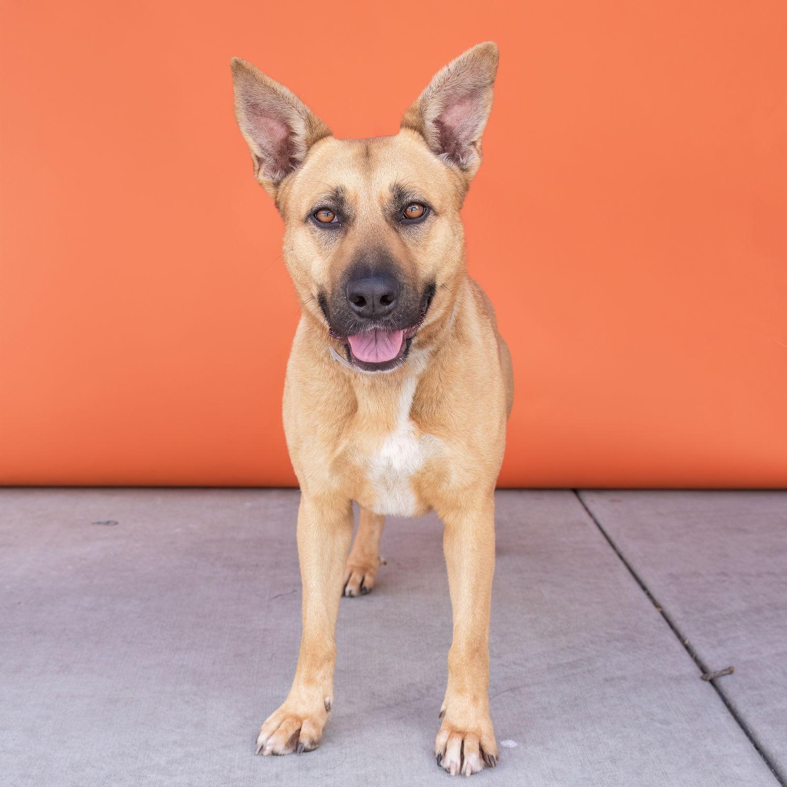 Enlarge PEBBLES, a Adoptable mixed breed in Pasadena, CA image 3/3