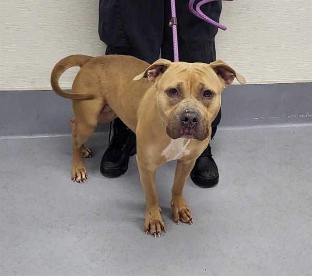 Enlarge GONNA BE GOLDEN, a Adoptable Pit Bull Terrier in Louisville, KY image 1/1