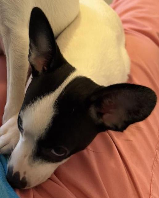 Blanche, Adopted, Puppy Female Chihuahua.