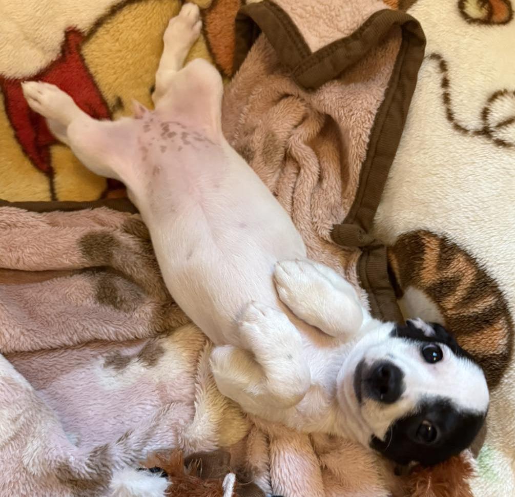 Enlarge Blanche, a Adopted Chihuahua in Macclesfield, NC image 2/2