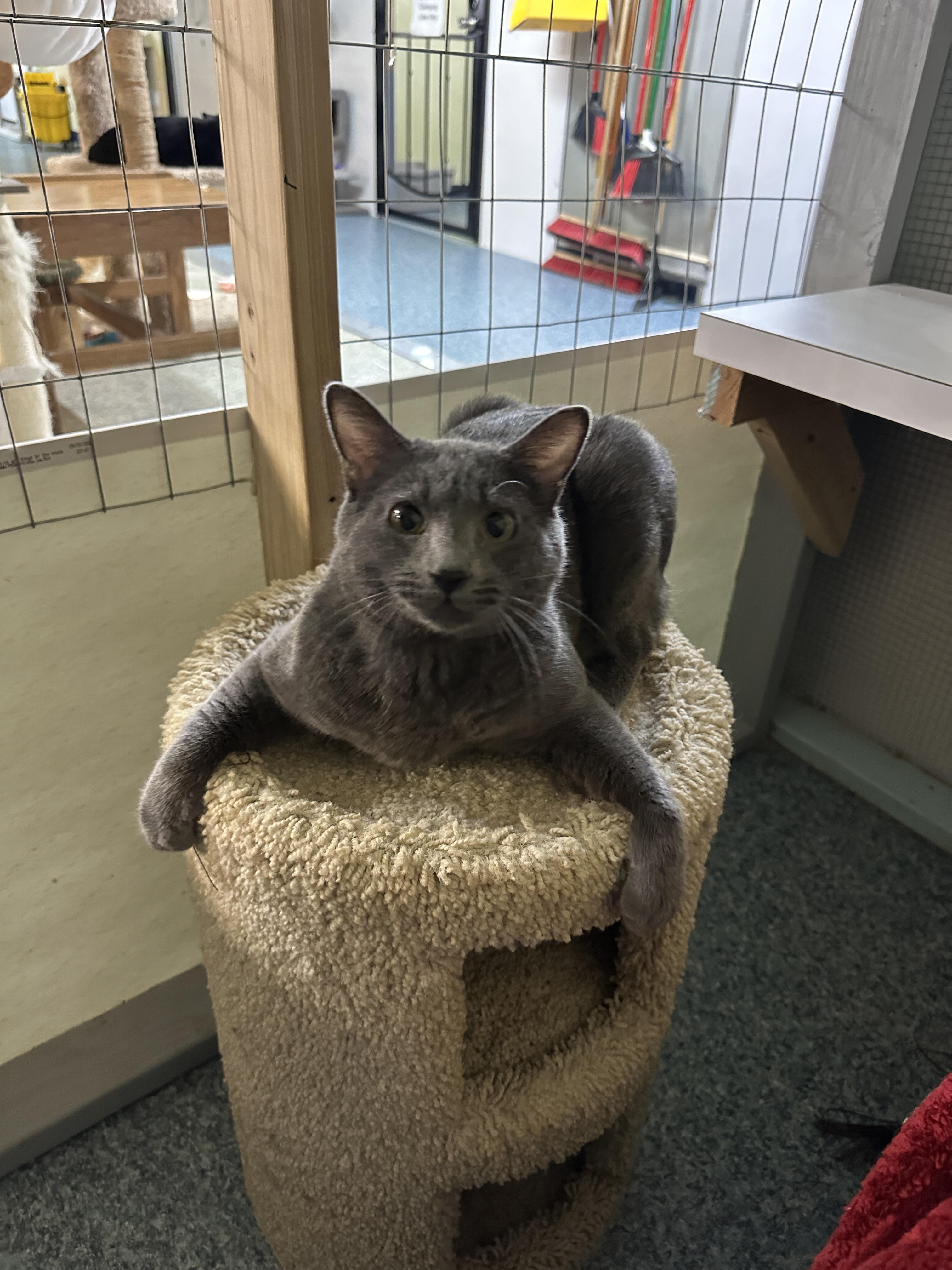 G-Simba, Adopted, Adult Male Domestic Short Hair.