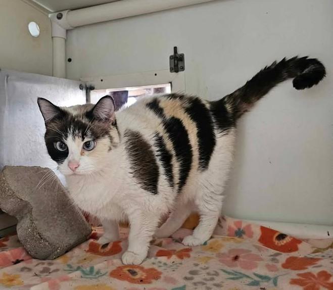 Shadow, an adoptable Domestic Short Hair in Chappell, NE, 69129 | Photo Image 2