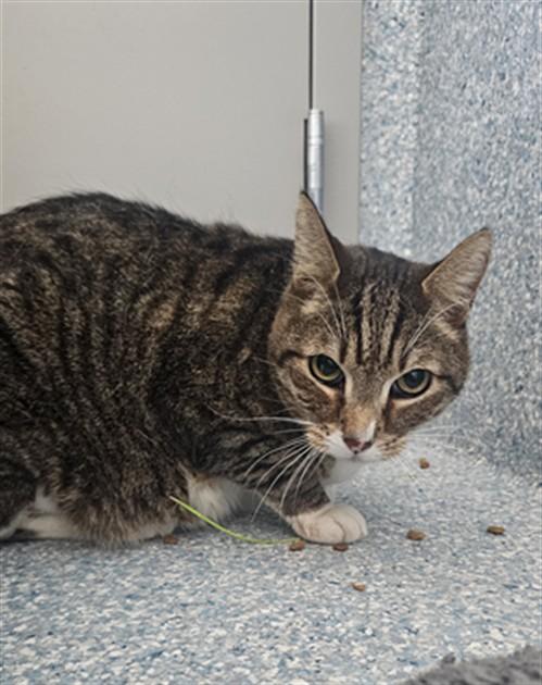 Enlarge JASPER, a Adoptable Domestic Short Hair in Paradise, CA image 1/1