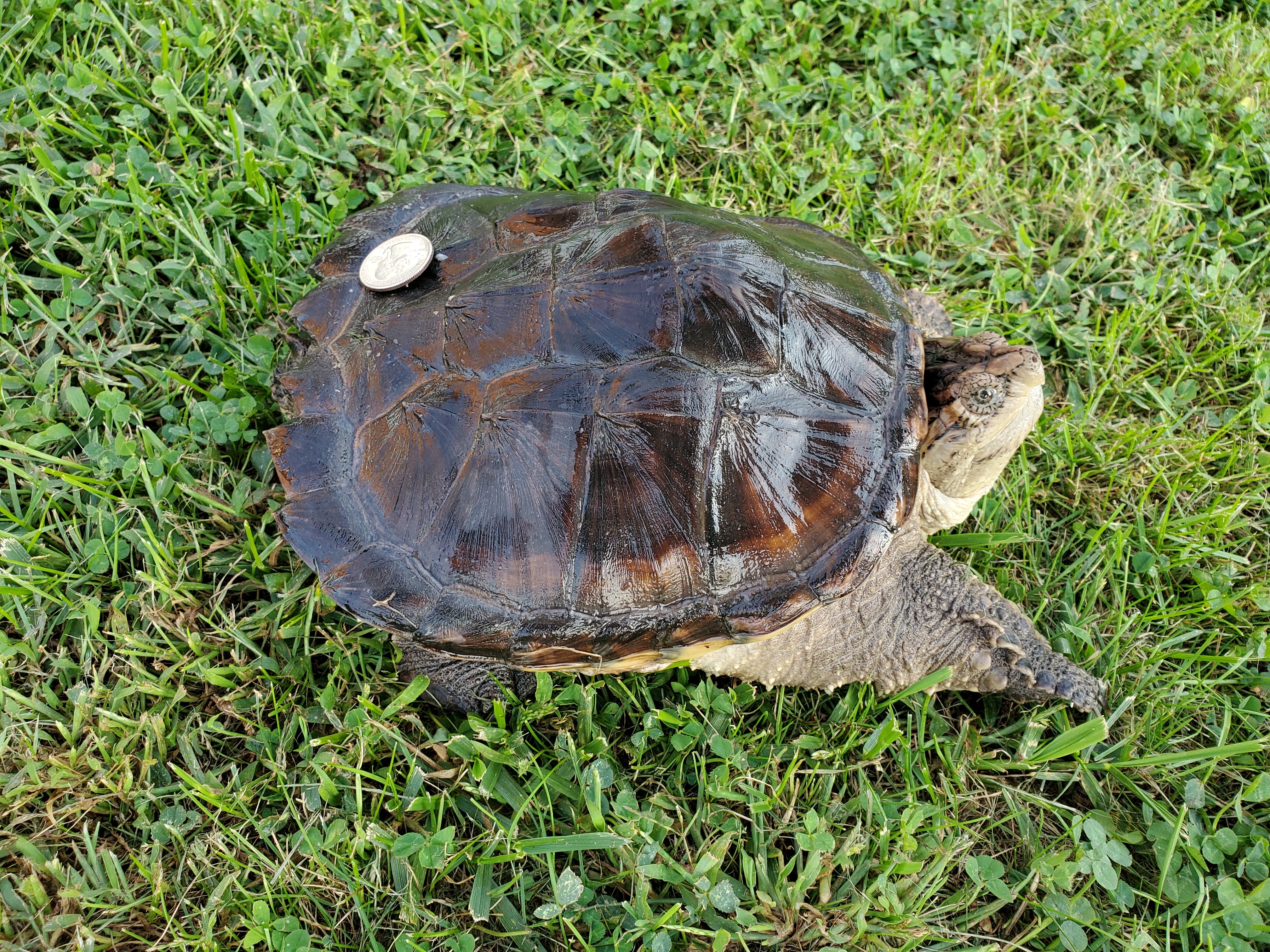 Mr. Kyphotic Common Snapping Turtle, Young Male unknown