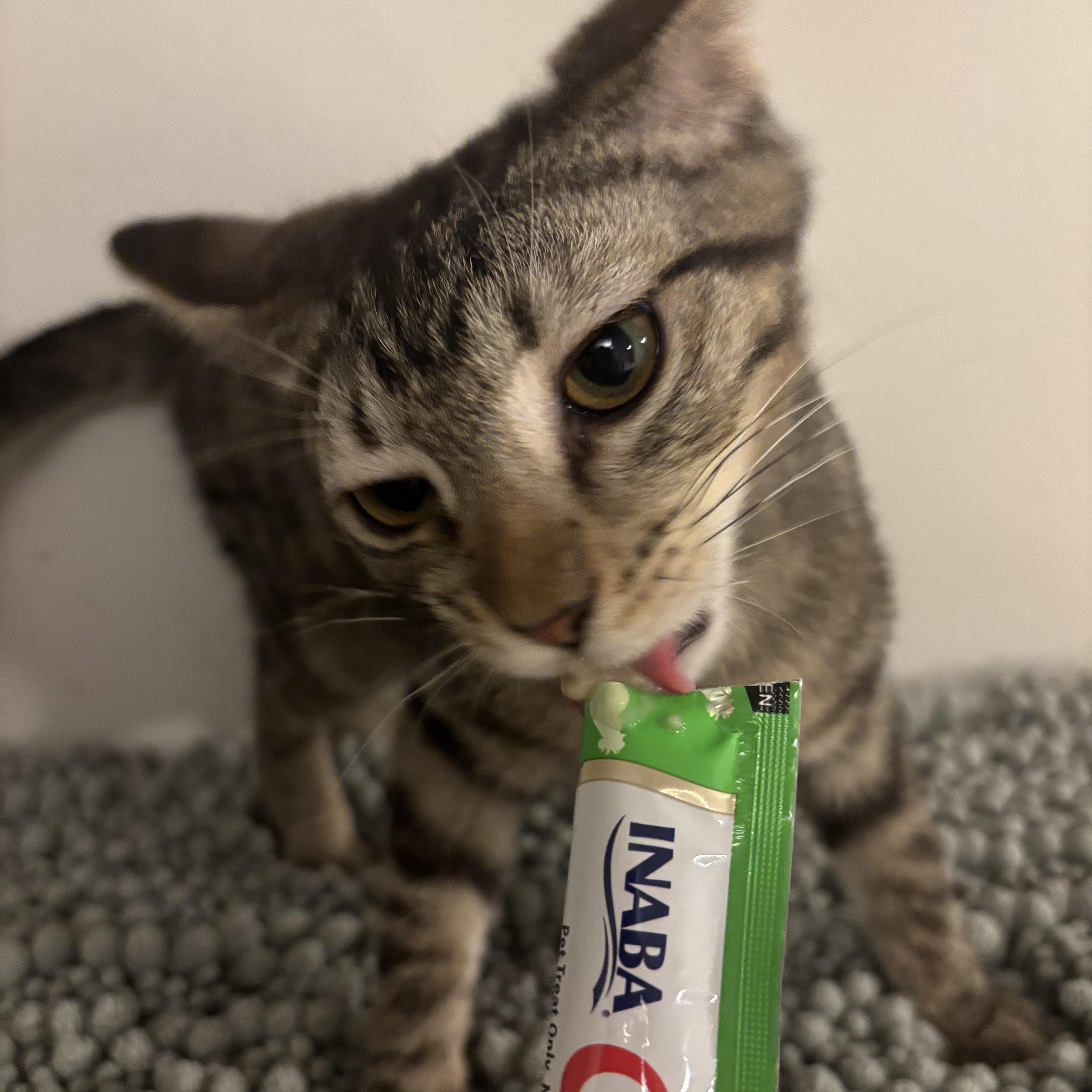 Enlarge Jiraiya , a ADOPTABLE Tabby in Woodlawn, TN image 3/3