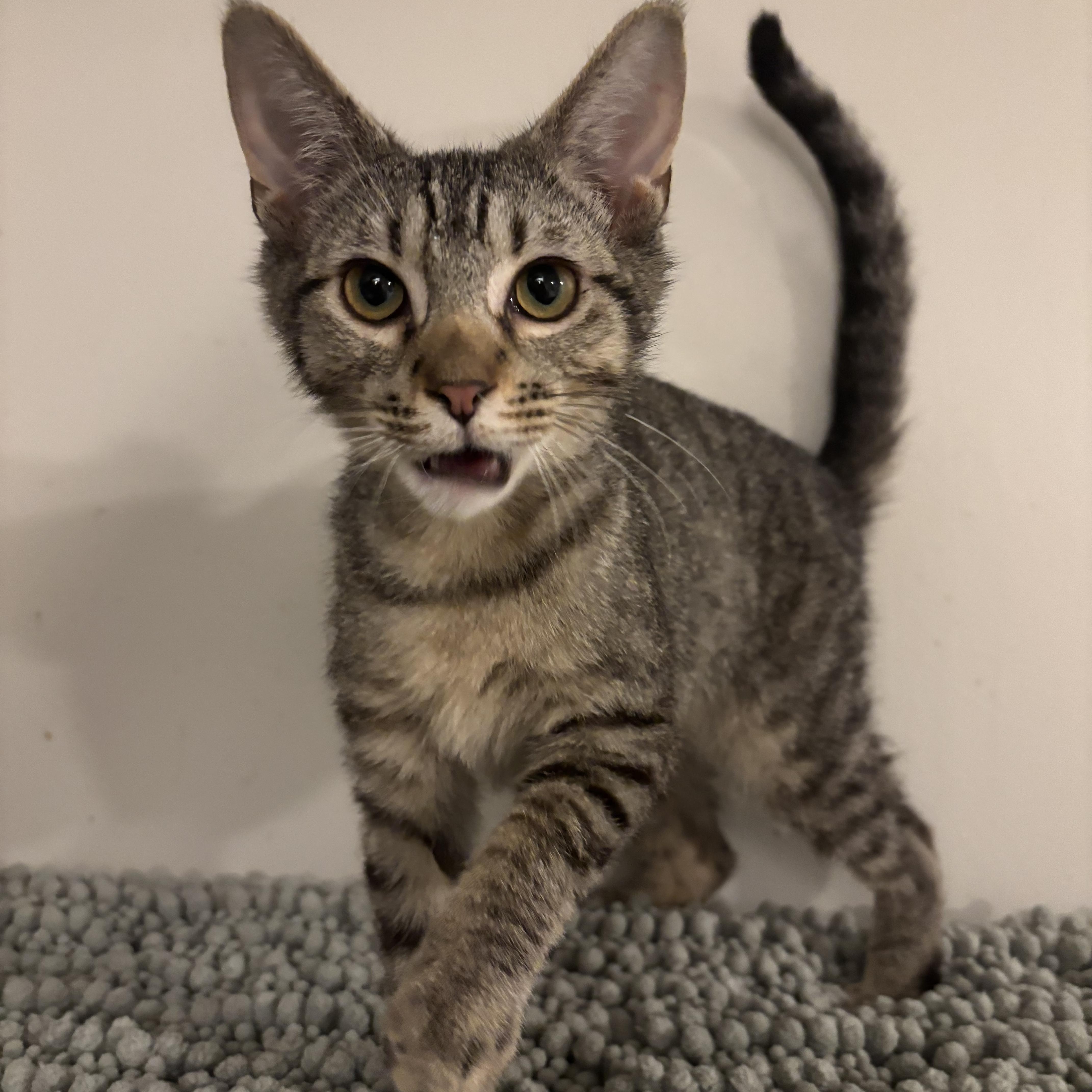 Jiraiya , ADOPTABLE, Kitten Male Tabby.