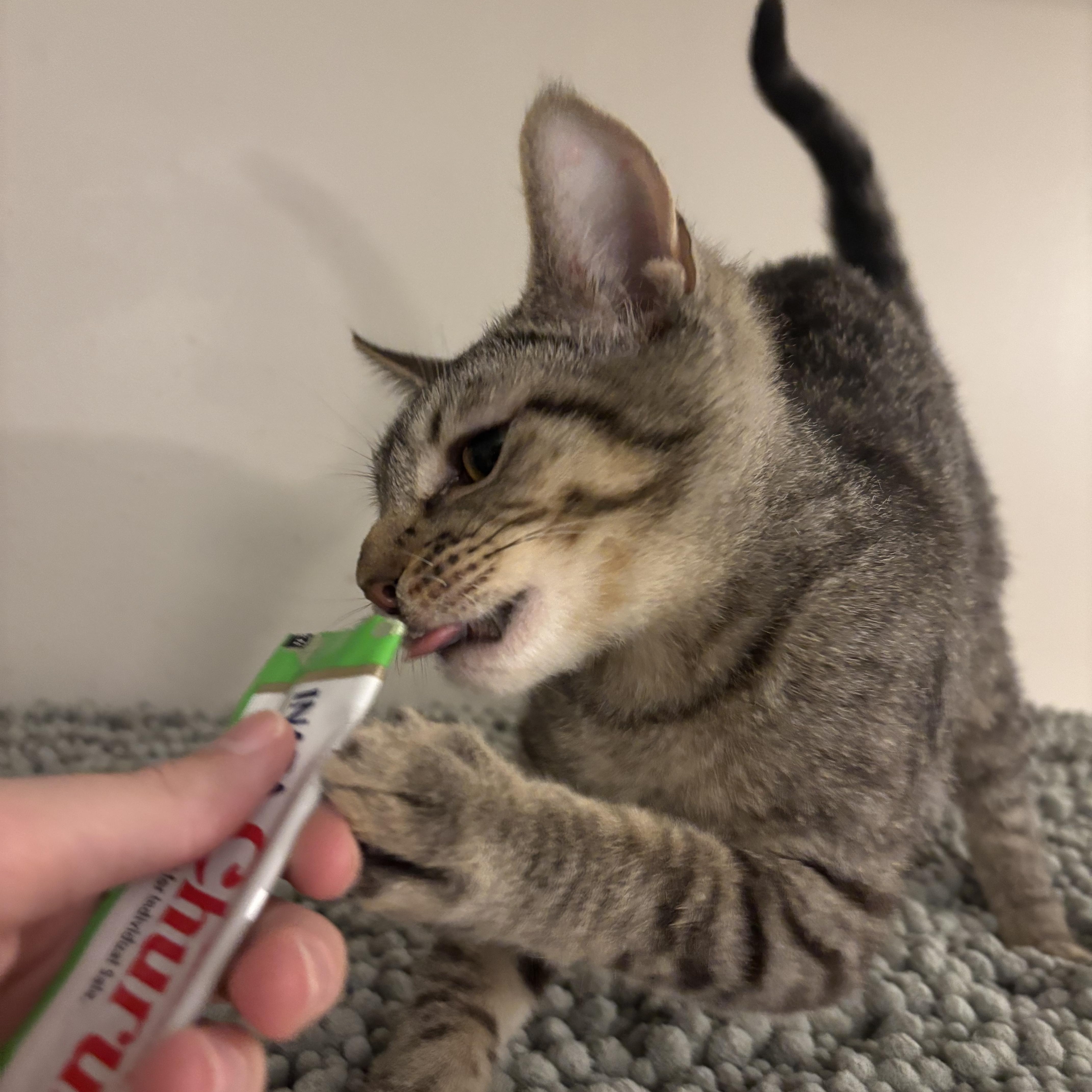 Enlarge Jiraiya , a ADOPTABLE Tabby in Woodlawn, TN image 2/3