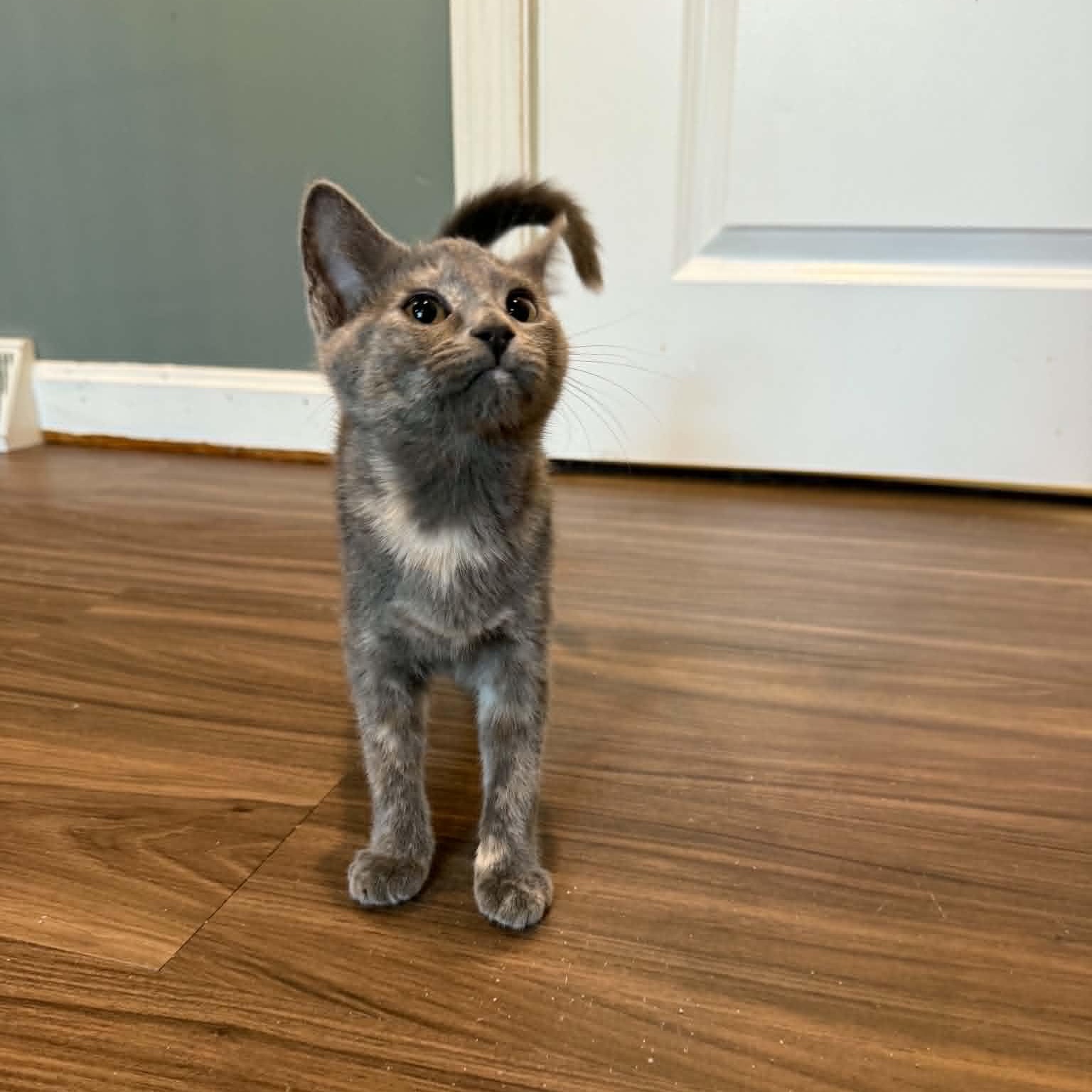 Rosemary (must adopt with Basil), adopted, Kitten Female Dilute Tortoiseshell.