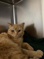Sasparalla, an adopted Domestic Short Hair in Whitby, ON image 1/2