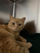 Sasparalla, an adopted Domestic Short Hair in Whitby, ON image 2/2