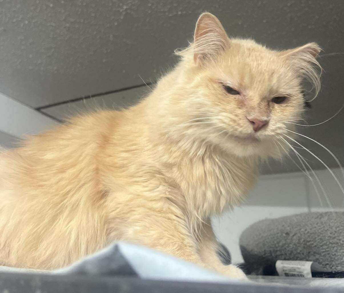 Margo, an adoptable Persian, Domestic Long Hair in Marion, IN, 46953 | Photo Image 1