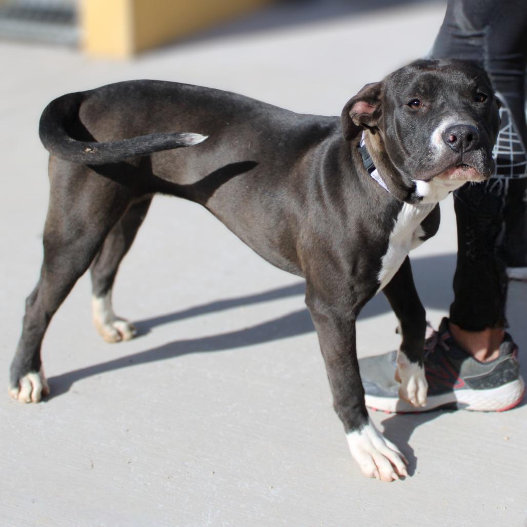 Trinity, Adoptable, Young Female Mixed Breed.