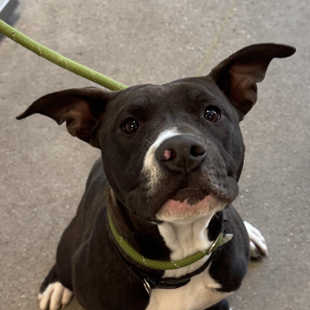 Enlarge Trinity, a Adoptable Mixed Breed in Las Cruces, NM image 2/6