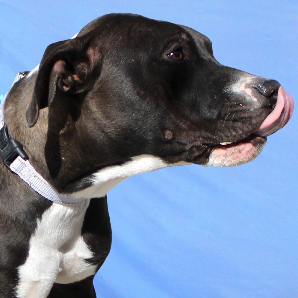 Enlarge Trinity, a Adoptable Mixed Breed in Las Cruces, NM image 3/6