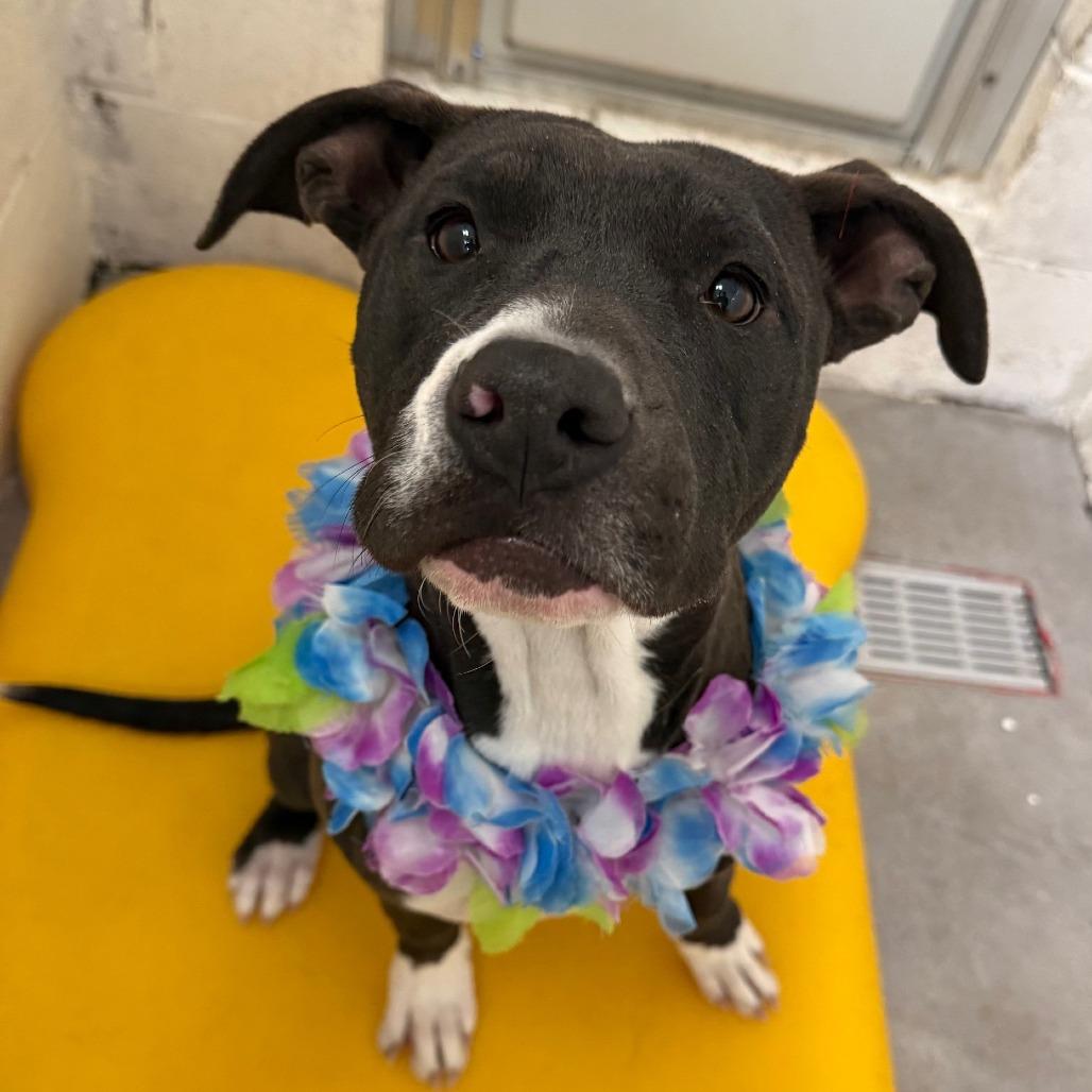 Enlarge Trinity, a Adoptable Mixed Breed in Las Cruces, NM image 2/6