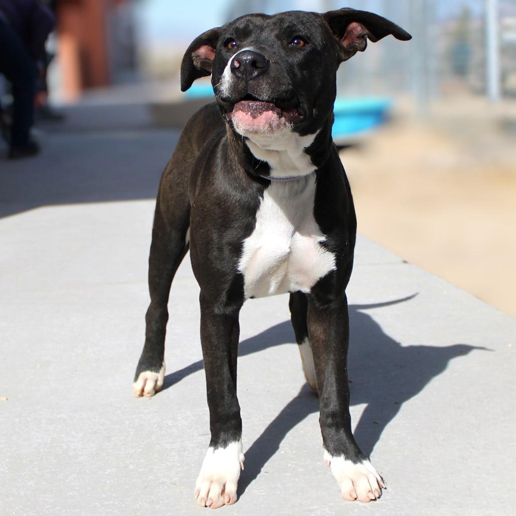 Enlarge Trinity, a Adoptable Mixed Breed in Las Cruces, NM image 4/6