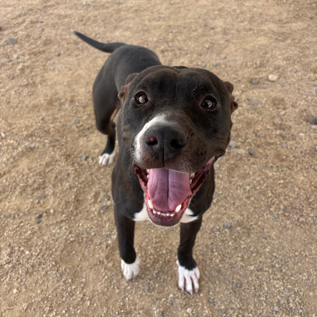Enlarge Trinity, a Adoptable Mixed Breed in Las Cruces, NM image 4/6