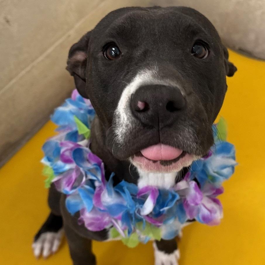 Enlarge Trinity, a Adoptable Mixed Breed in Las Cruces, NM image 5/6