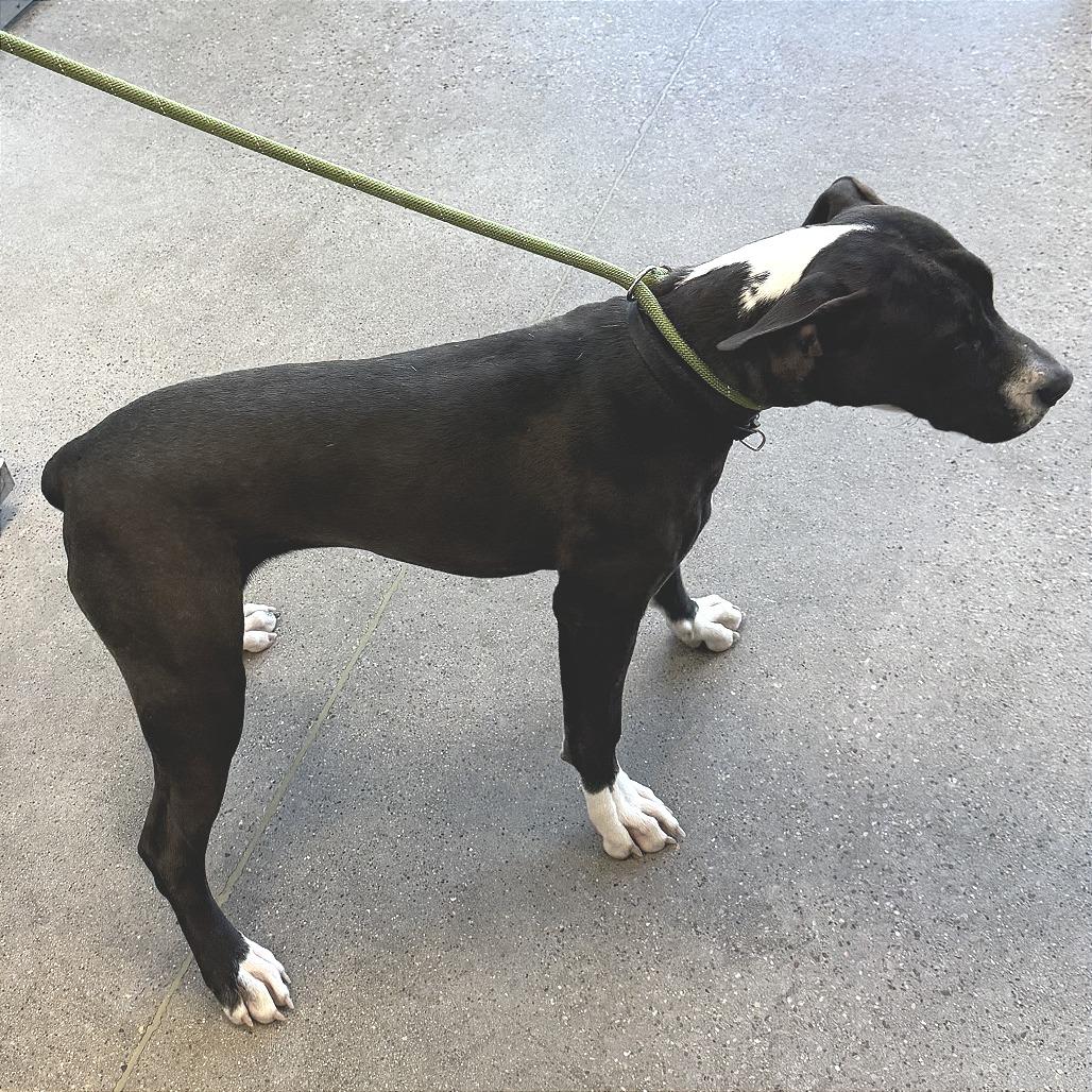 Enlarge Trinity, a Adoptable Mixed Breed in Las Cruces, NM image 5/6