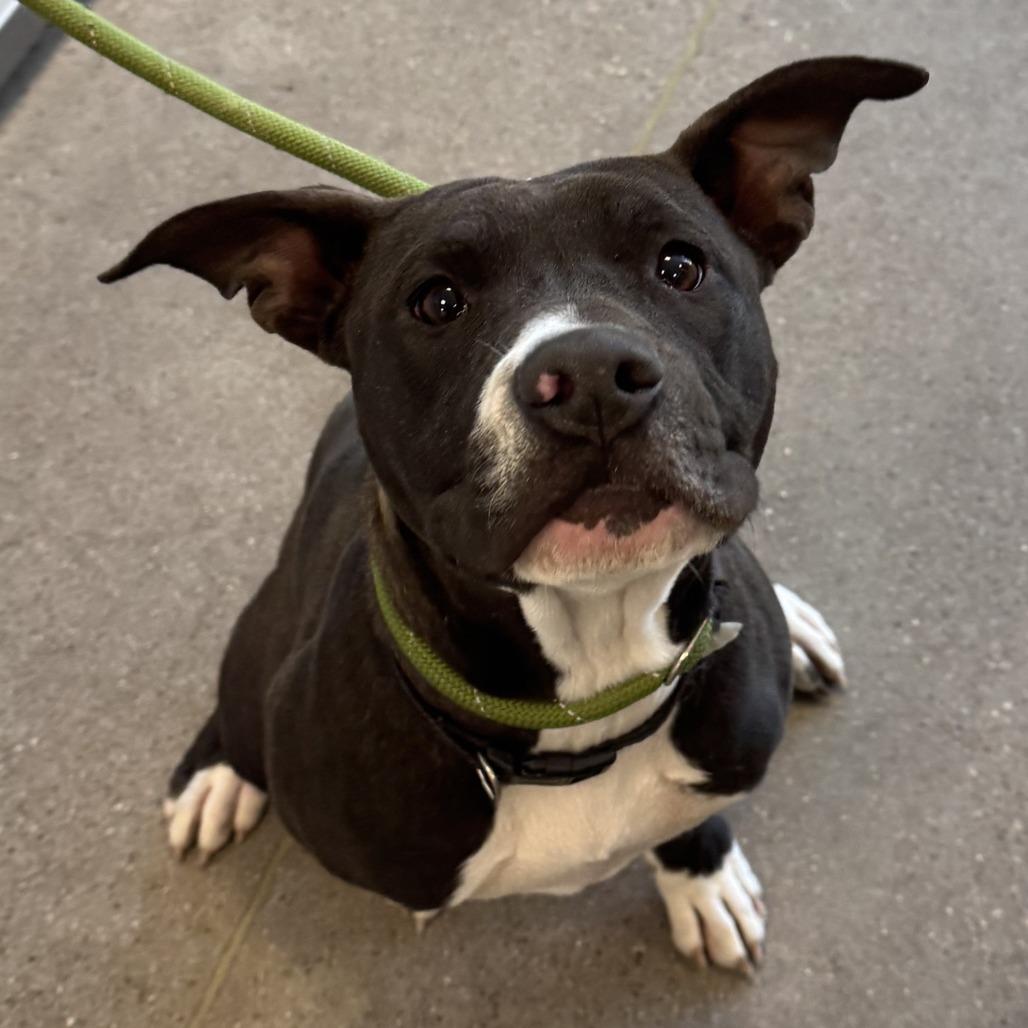 Enlarge Trinity, a Adoptable Mixed Breed in Las Cruces, NM image 6/6