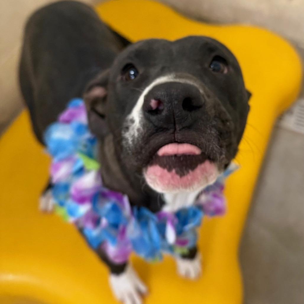 Enlarge Trinity, a Adoptable Mixed Breed in Las Cruces, NM image 6/6