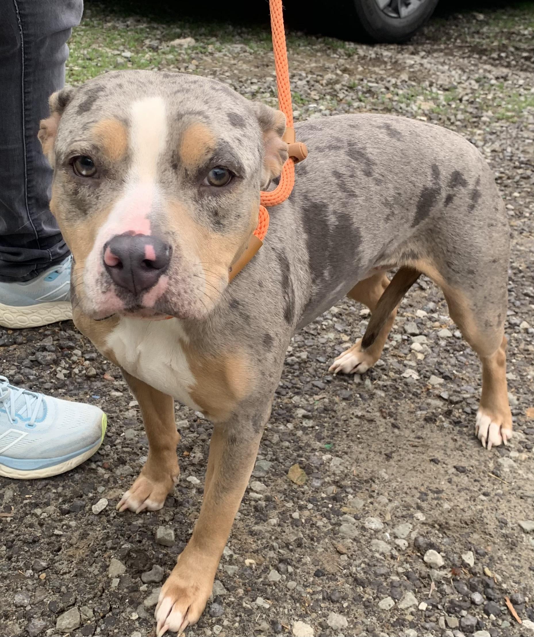 Pearl, a ADOPTABLE Mixed Breed in McKeesport, PA image 4/6