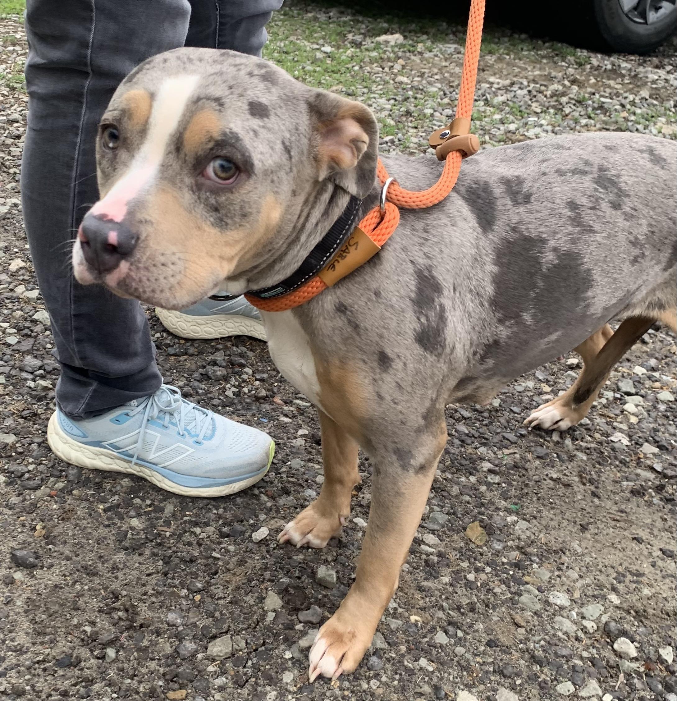 Pearl, a ADOPTABLE Mixed Breed in McKeesport, PA image 5/6
