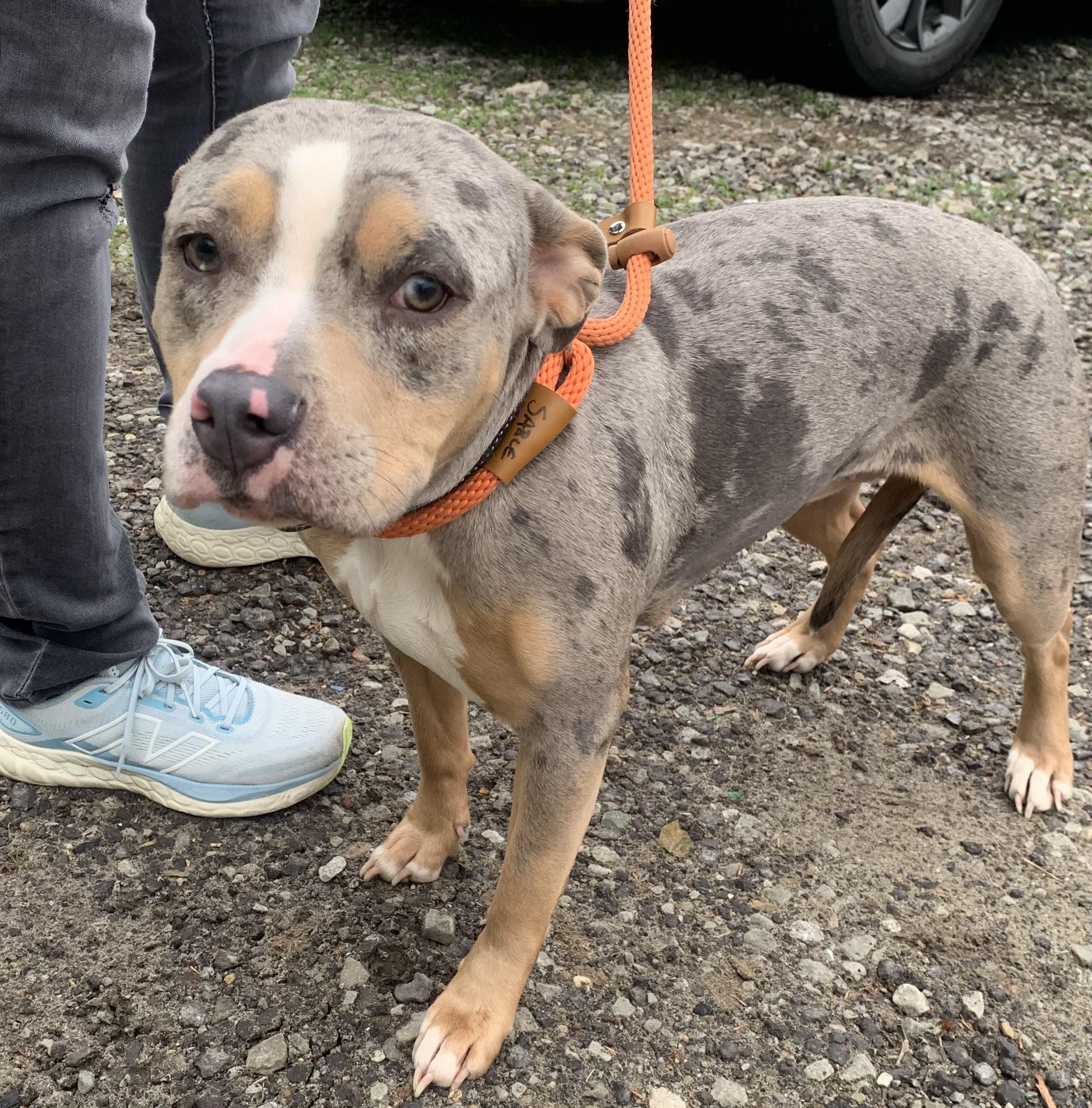 Pearl, a ADOPTABLE Mixed Breed in McKeesport, PA image 6/6