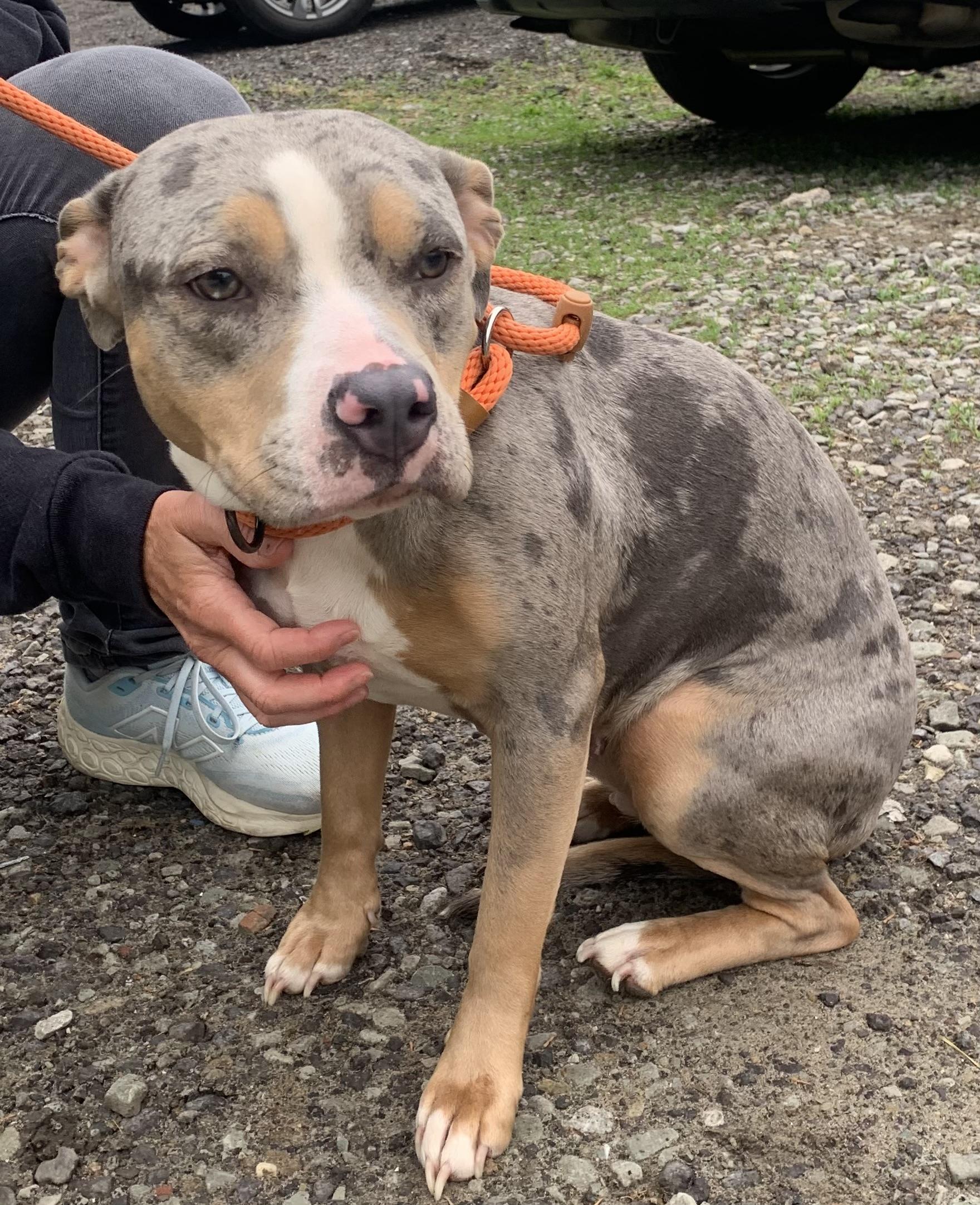 Pearl, a ADOPTABLE Mixed Breed in McKeesport, PA image 3/6